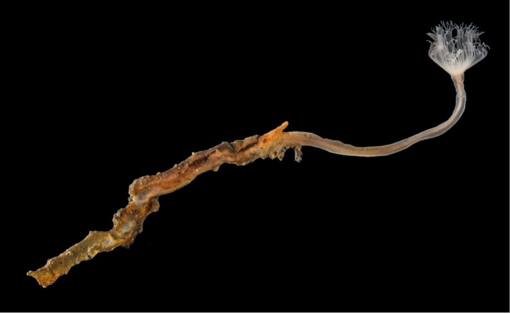 Рис 1. Phoronis svetlanae из бухты Ольга, Японское море /© Антон Чичвархин Рис 1. Phoronis svetlanae из бухты Ольга, Японское море /© Антон Чичвархин